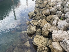 Butorides virescens image