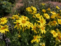 Senecio bahioides