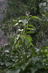Hedera algeriensis