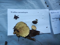 Wolfina aurantiopsis image