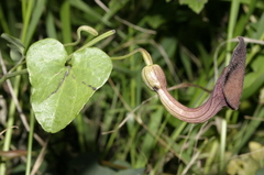 Aristolochia baetica