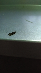 Anacampsis populella