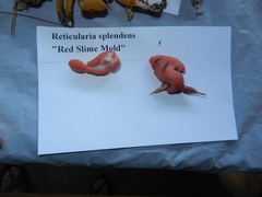 Reticulariaceae