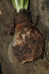 Drimia pancration