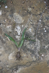 Prospero obtusifolium