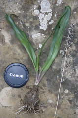 Prospero obtusifolium