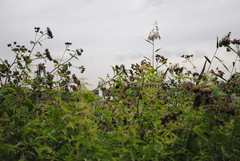 Parus major