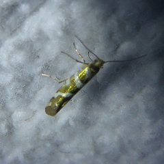 Argyresthia goedartella