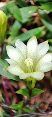 Gentiana scabrida