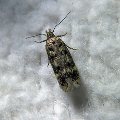 Bryotropha basaltinella