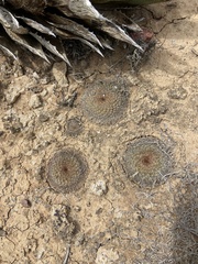 Mammillaria brandegeei