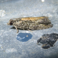 Epinotia nisella