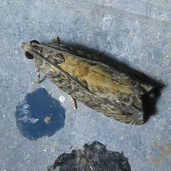 Epinotia nisella