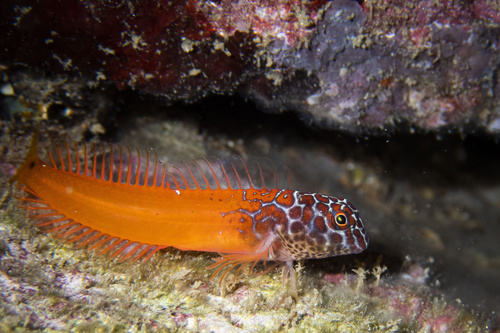 Black-headed blenny (Microlipophrys nigriceps) — Blenniidae — 4
