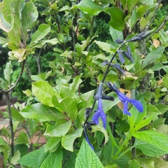 Salvia patens