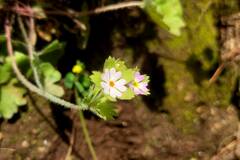 Androsace rotundifolia