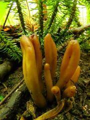 Microglossum olivaceum