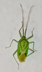 Urolabida