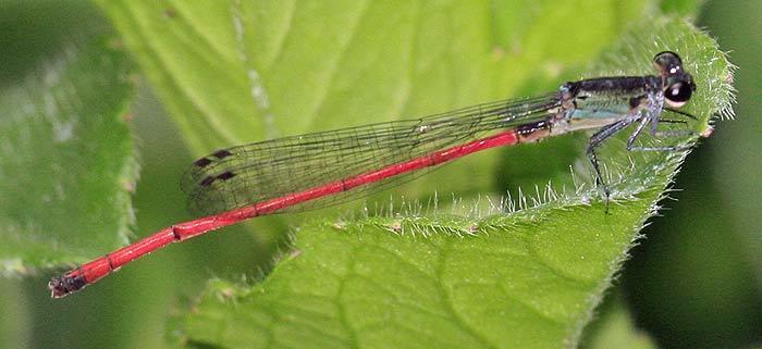 Oxyagrion chapadense