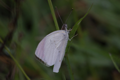Colotis hetaera