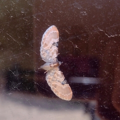 Eupithecia