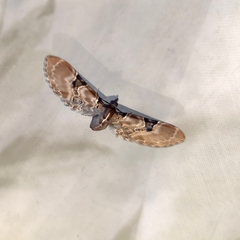 Eupithecia