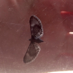 Eupithecia