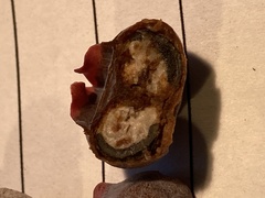 Monilinia vaccinii-corymbosi