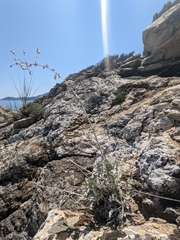 Pentanema verbascifolium