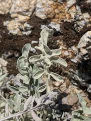 Pentanema verbascifolium