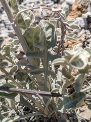 Pentanema verbascifolium