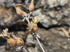 Pentanema verbascifolium