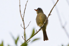 Contopus pertinax