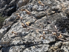 Pentanema verbascifolium