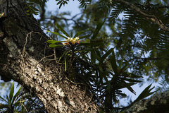 Cyrtorchis arcuata arcuata