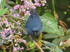 Diglossa caerulescens