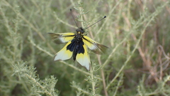 Libelloides baeticus