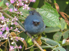 Diglossa caerulescens