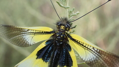 Libelloides baeticus