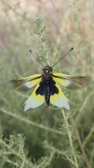 Libelloides baeticus