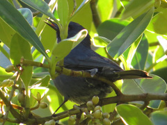 Diglossa caerulescens