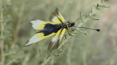 Libelloides baeticus