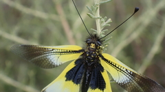 Libelloides baeticus