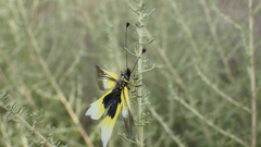 Libelloides baeticus