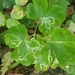 Phytomyza minuscula - Photo no rights reserved, uploaded by jensu
