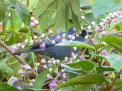 Diglossa caerulescens