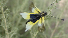 Libelloides baeticus