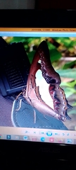 Polyura athamas