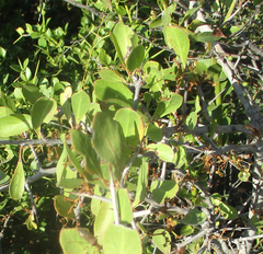 Gymnosporia senegalensis image