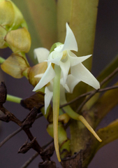 Cyrtorchis arcuata arcuata